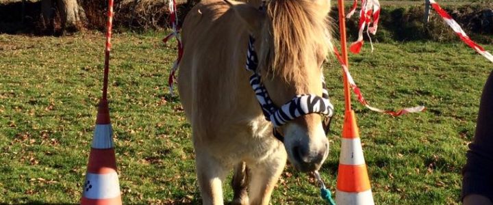 Coaching Cheval dans le Cantal