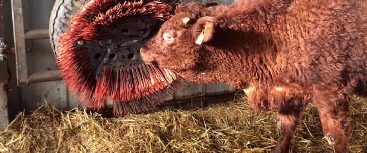 Idée Astuce: La Brosse à Vaches