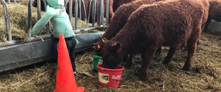 Les 1ères années de mes Vaches Salers 