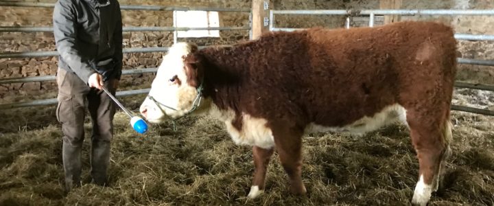 Conseils auprès d’éleveurs de vaches HEREFORD