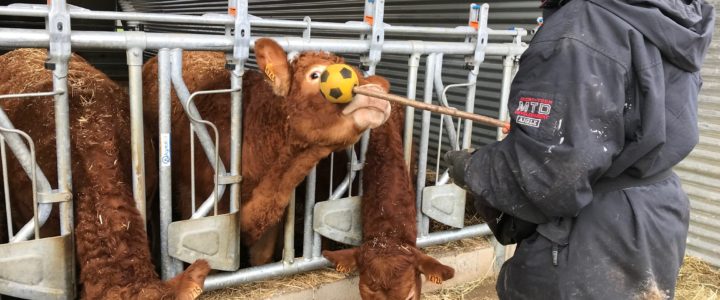 Journées de formation Bovins en CORREZE