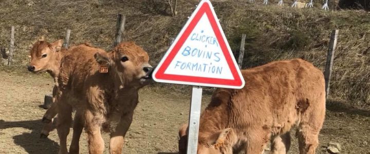 Formation Pro Éleveurs : AUBRAC, LOIRE 